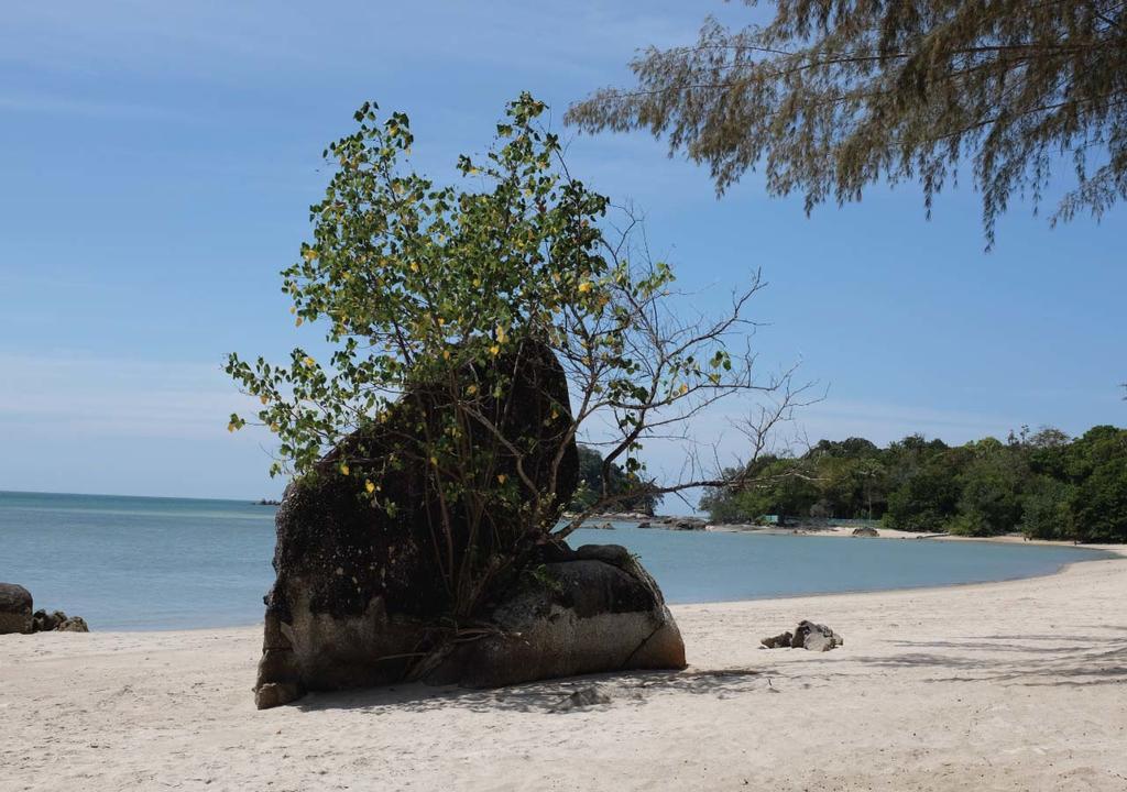 Panji Panji Tropical Wooden Home Pantai Cenang  Eksteriør billede