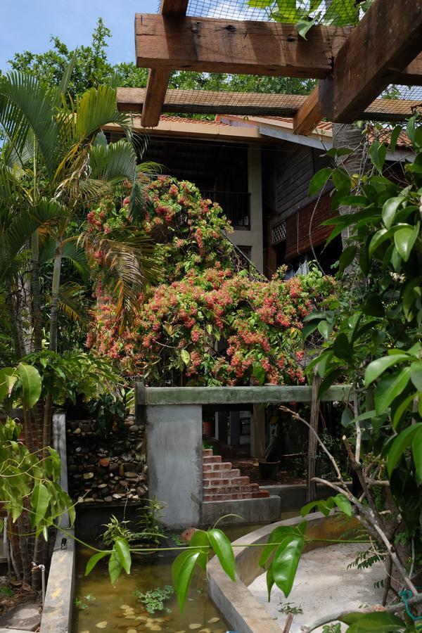 Panji Panji Tropical Wooden Home Pantai Cenang  Eksteriør billede